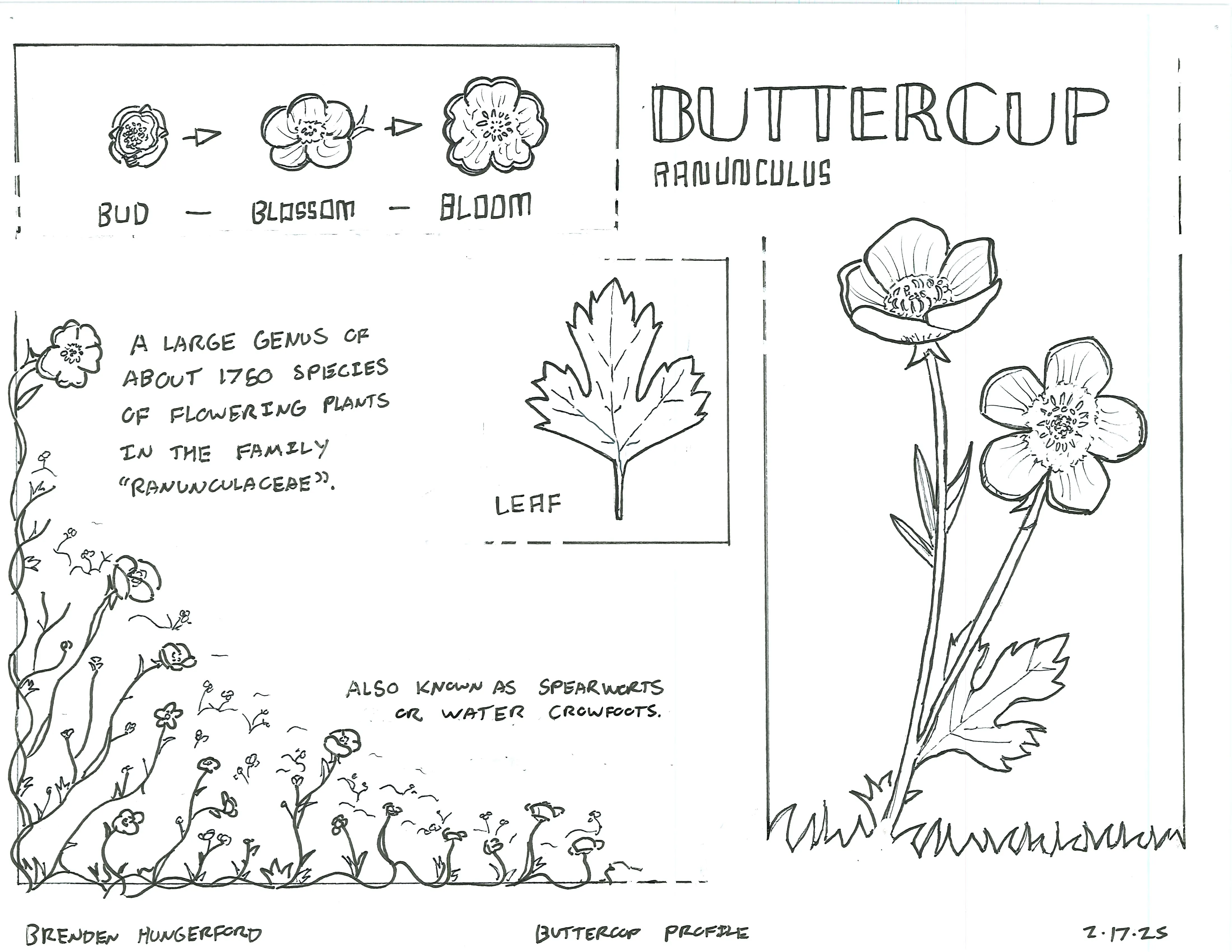 Hand-sketched artwork depicting Buttercup, detailing its leaf and life cycle from bud to blossom to bloom.